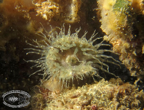 Image of sea anemones