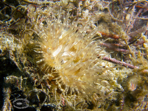 Image of sea anemones