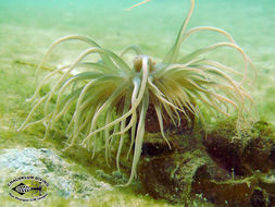 Image of sea anemones