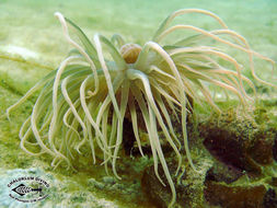 Image of sea anemones