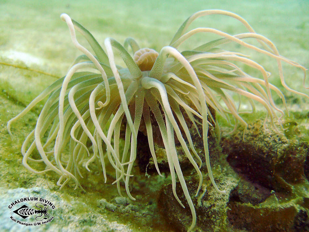 Image of sea anemones