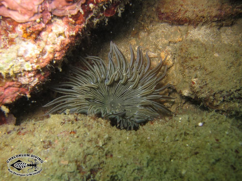 Image of sea anemones