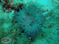 Image of sea anemones