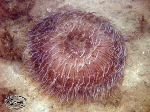 Image of sea anemones