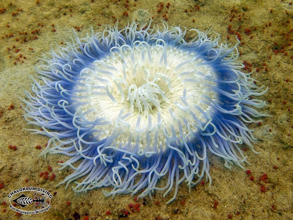 Image of sea anemones