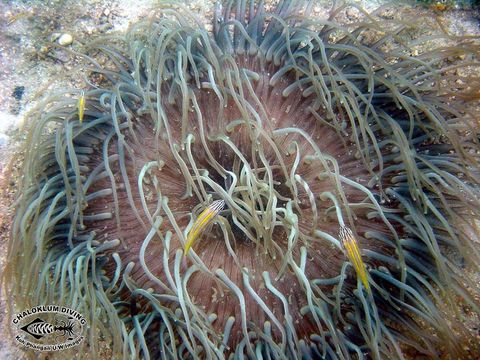 Image of sea anemones