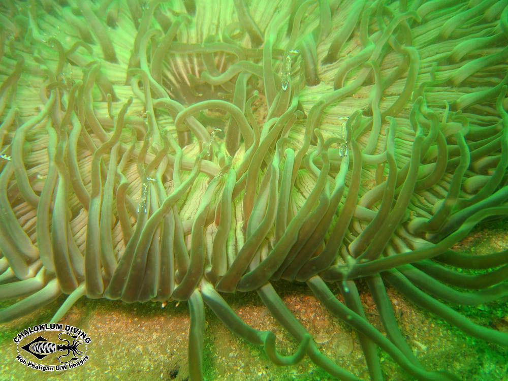 Image of sea anemones