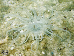 Image of sea anemones