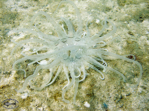 Image of sea anemones