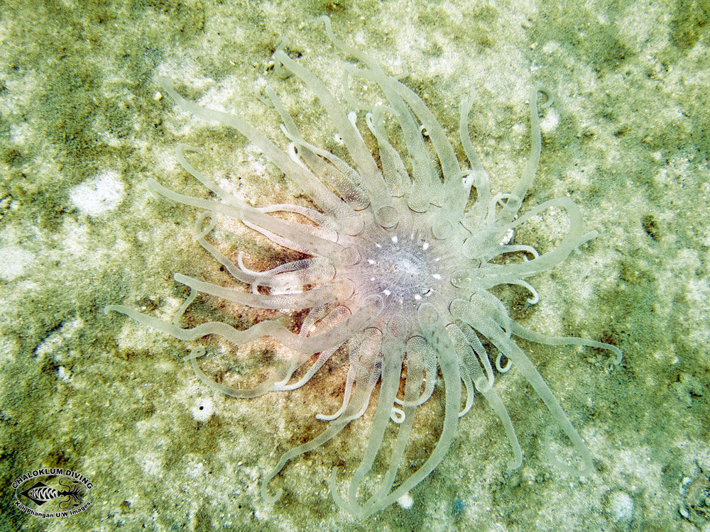 Image of sea anemones