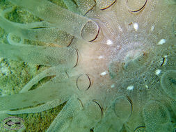 Image of sea anemones