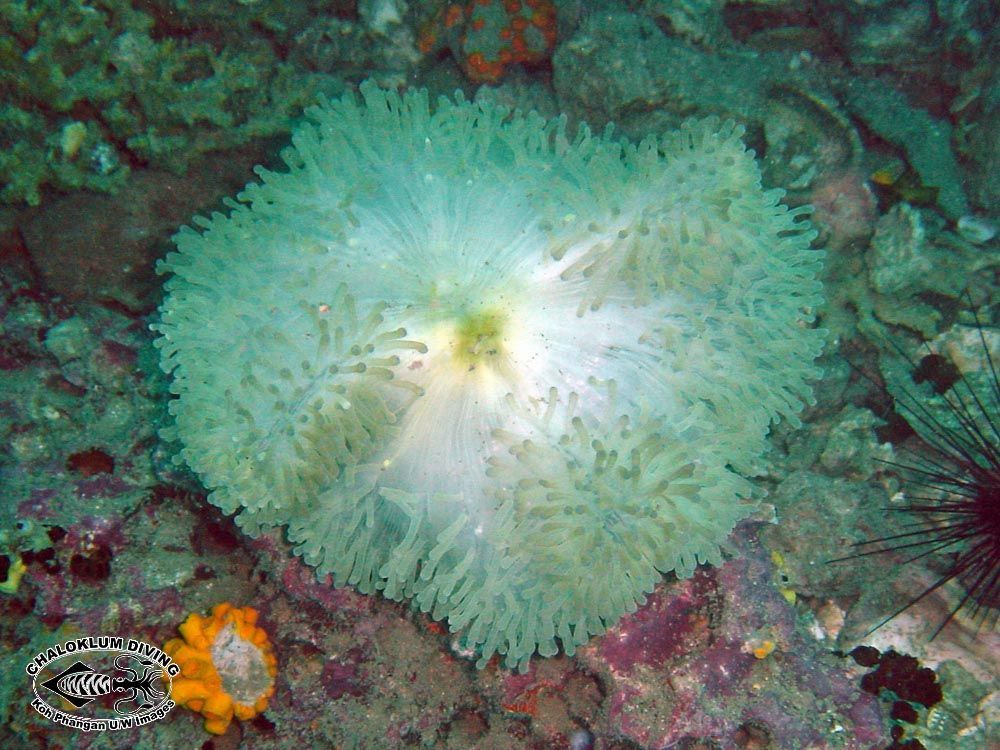 Image of sea anemones