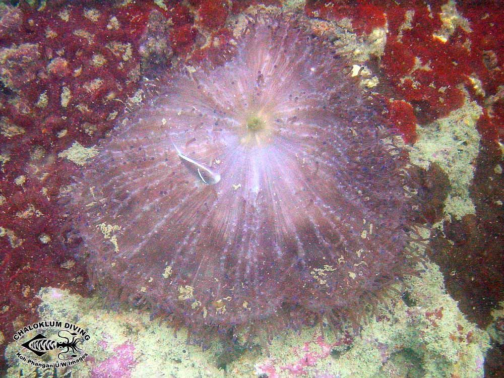 Image of sea anemones