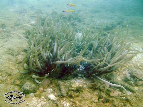 Image of sea anemones