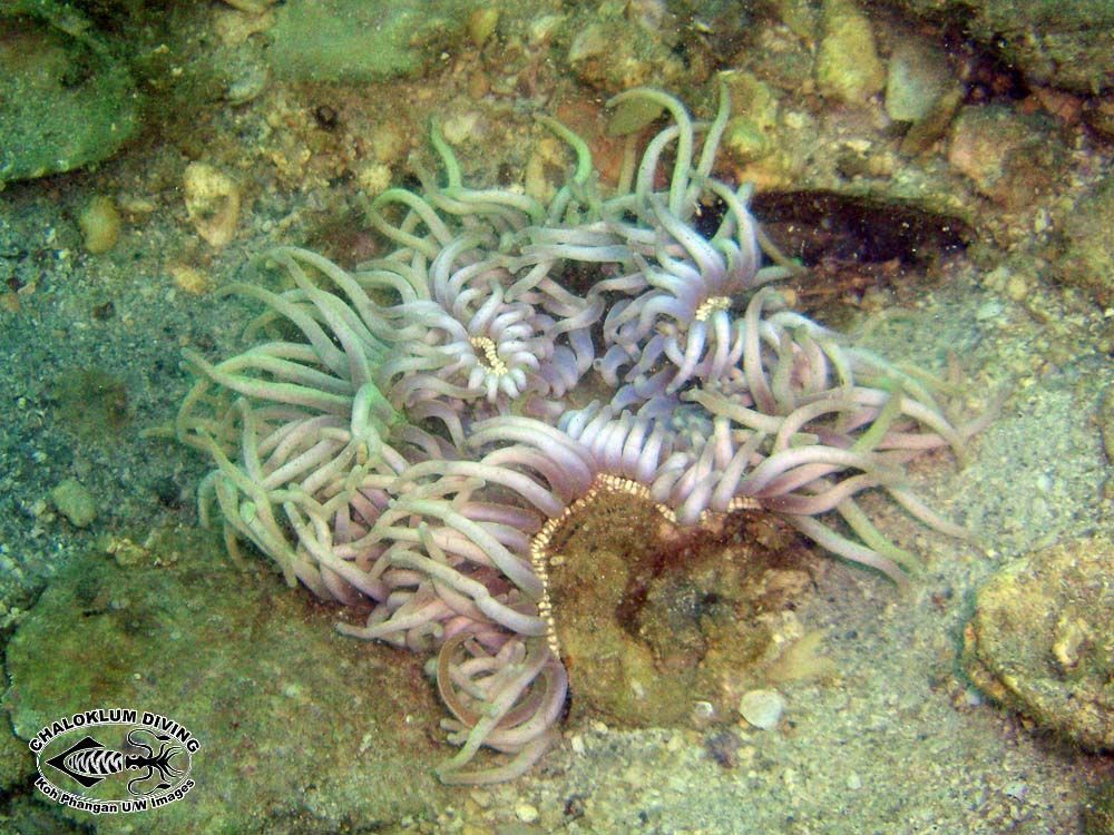 Image of sea anemones