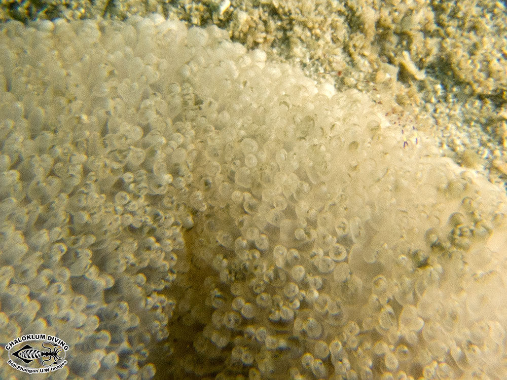 Image of sea anemones