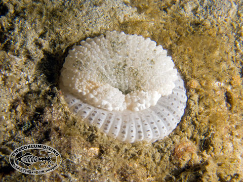 Image of sea anemones