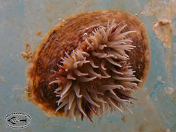 Image of sea anemones