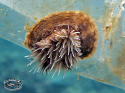 Image of sea anemones