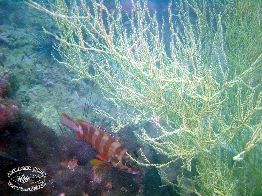 Image of black corals