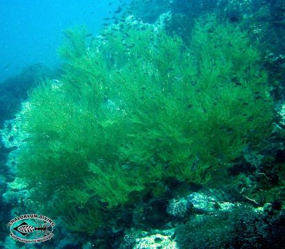 Image of black corals