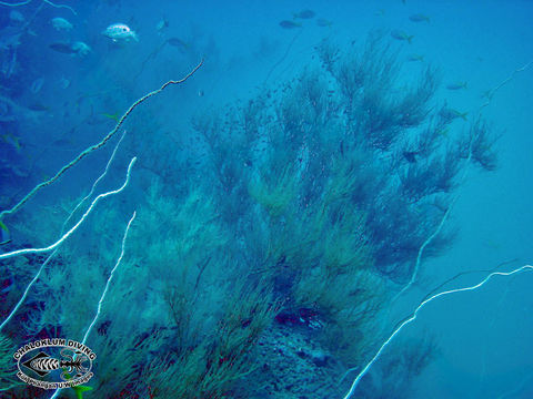 Image of black corals