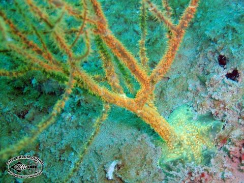 Image of black corals