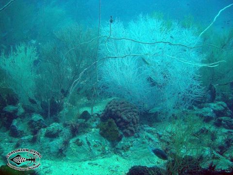 Image of black corals