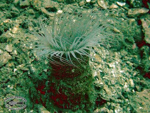 Image of ceriantharian anemones