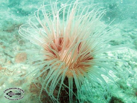 Image of ceriantharian anemones