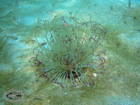 Image of ceriantharian anemones