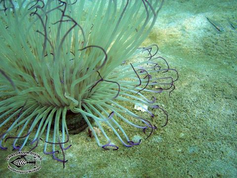 Image of ceriantharian anemones