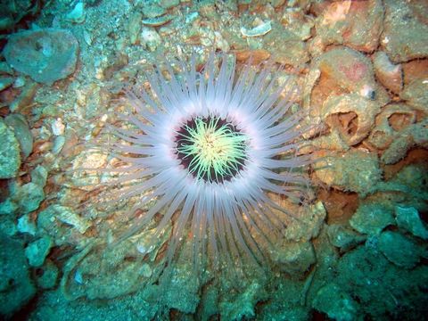 Image of ceriantharian anemones