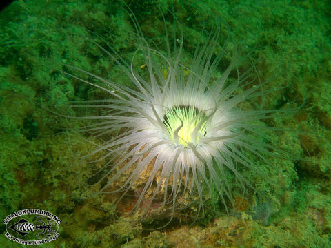 Image of ceriantharian anemones