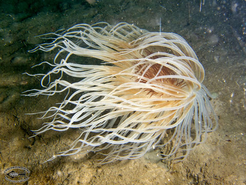 Image of ceriantharian anemones