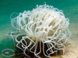 Image of ceriantharian anemones