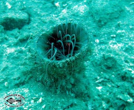 Image of ceriantharian anemones