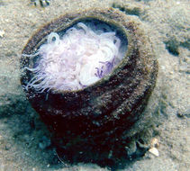 Image of ceriantharian anemones