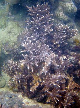 Image of Staghorn corals