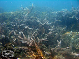 Image of Staghorn corals