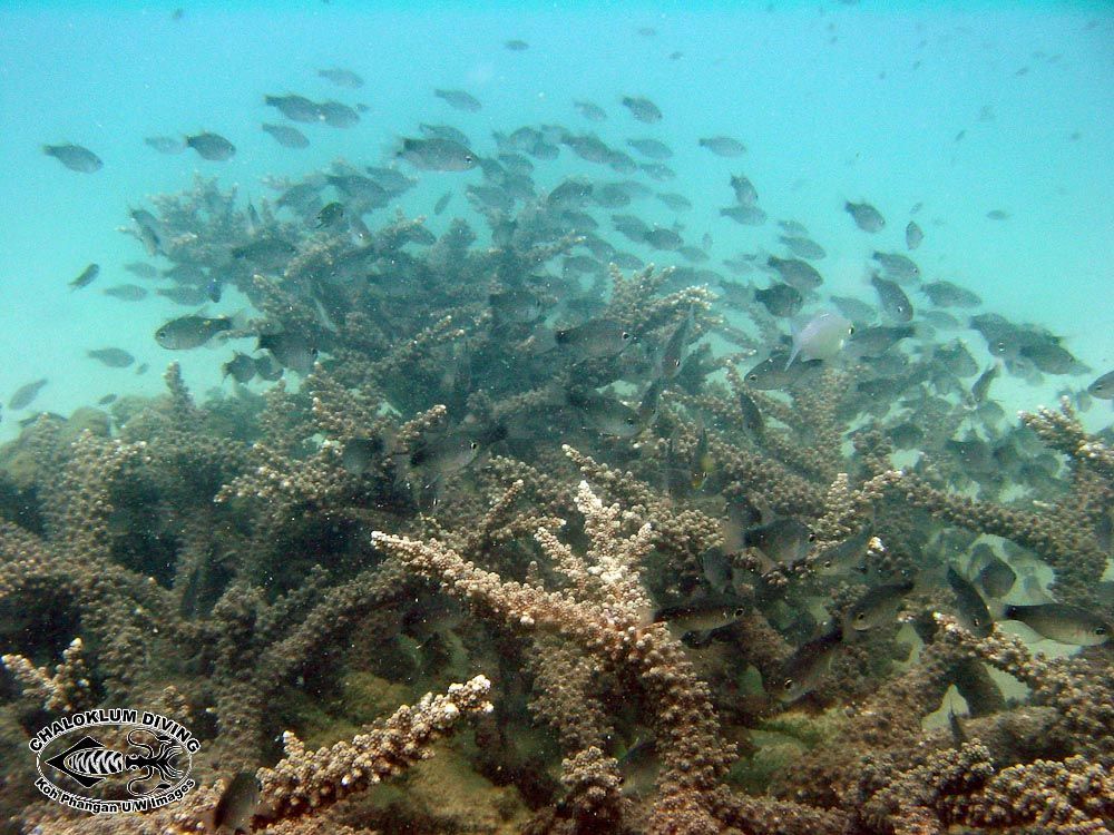 Image of Staghorn corals