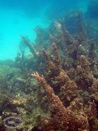 Image of Staghorn corals