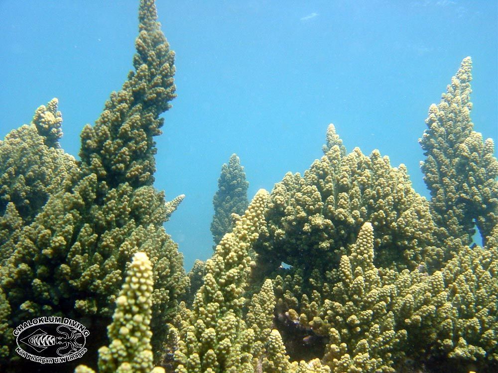 Image of Staghorn corals