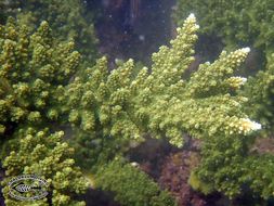 Image of Staghorn corals