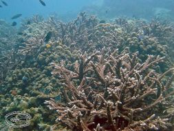Image of Staghorn corals