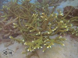 Image of Staghorn corals