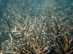 Image of Staghorn corals