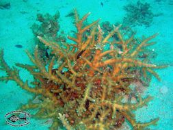 Image of Staghorn corals