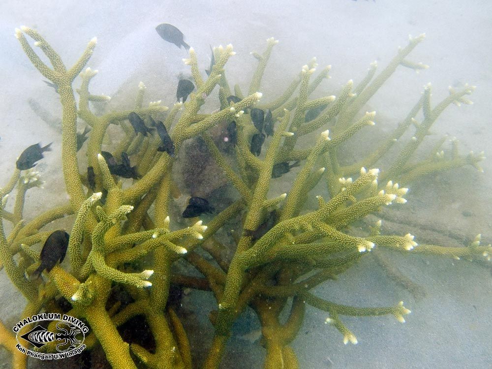 Image of Staghorn corals