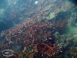 Image of Staghorn corals